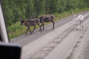 Halvön v Sorsele 005.JPG