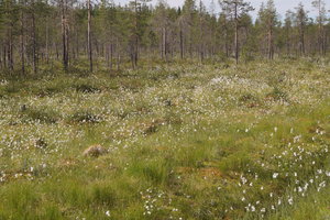 Jokkmokk 012.JPG