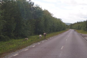 Kvikkjokk 004.JPG