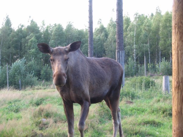 fegen 006.jpg fegen 006.jpg