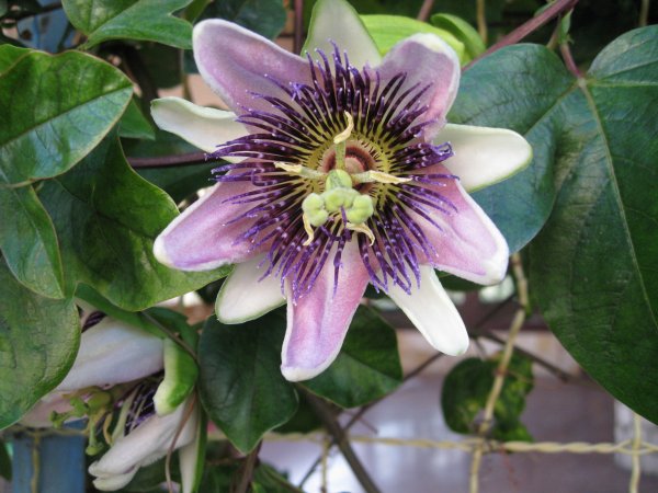 vinter resa 2009-2010 002.jpg