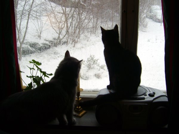 katternas första snö! 20 januari-07 002 hbk.jpg