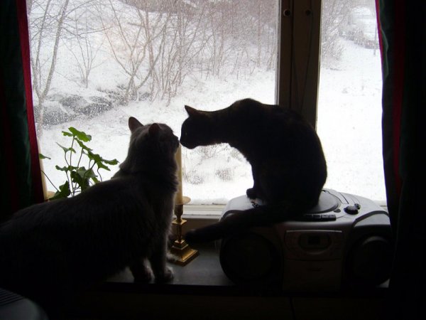 Kopia av katternas första snö! 20 januari-07 hbk.jpg