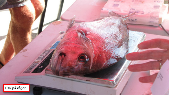 OK Fisk på våg.jpg