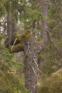 Hällmarksslingan 006.JPG