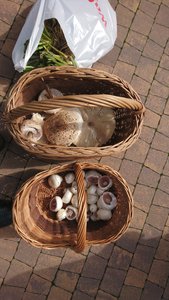 DSC_0073_5_copy_2524x4487.jpg DSC_0073_5_copy_2524x4487.jpg