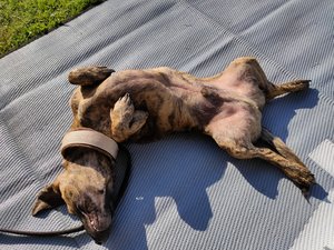 IMG20200816094411.jpg IMG20200816094411.jpg