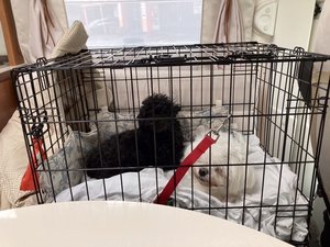 C4B6C0B6-2A14-4C5C-8BE0-DB45FC5A5D33.jpeg C4B6C0B6-2A14-4C5C-8BE0-DB45FC5A5D33.jpeg