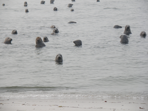 1603897798440.png 1603897798440.png