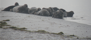 1603898919620.png 1603898919620.png