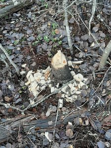 20201029_110409.jpg