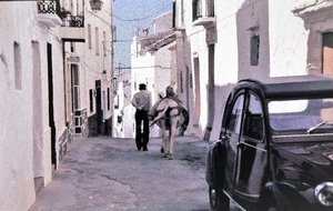 åsnan och cittran.jpg åsnan och cittran.jpg