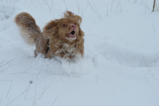 Louize (550 x 368).jpg