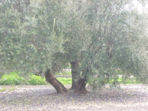 CIMG0574.JPG