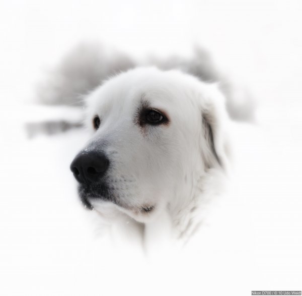 DSC_1581-1.jpg DSC_1581-1.jpg