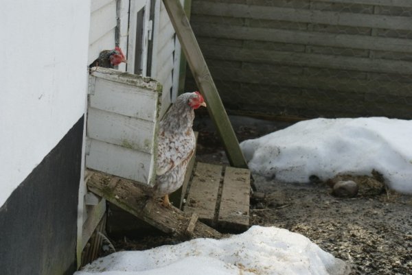 Vågar man sig ut.jpg