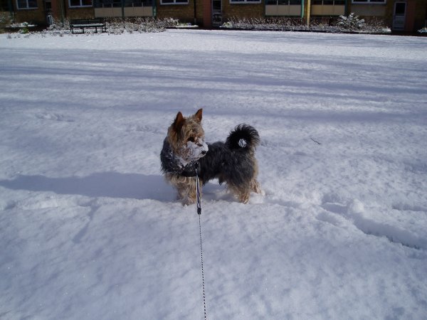 Snö på nosen är gott -08.jpg Snö på nosen är gott -08.jpg