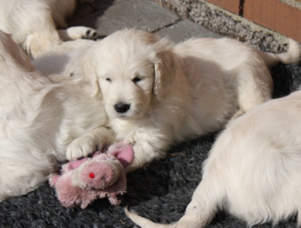 valp lillan 0325.jpg