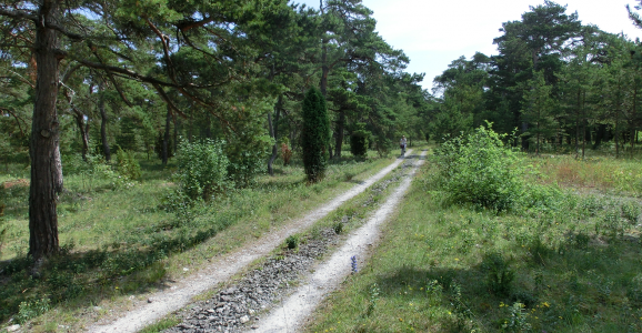 1617612951394.png 1617612951394.png