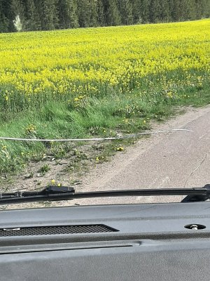 20210519_154505.jpg 20210519_154505.jpg