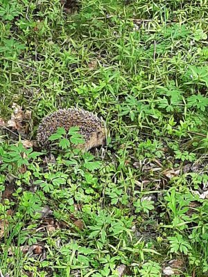 20210523_113322.jpg 20210523_113322.jpg