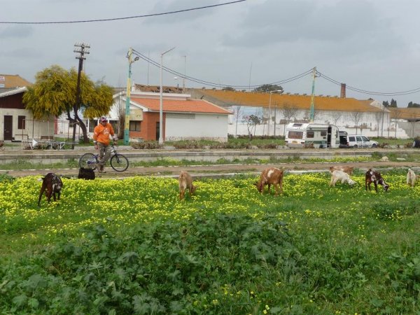 1 Besök av getter.jpg