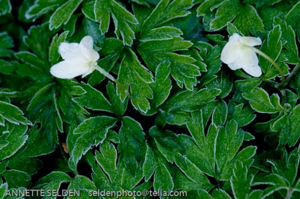 20100422.603.jpg 20100422.603.jpg