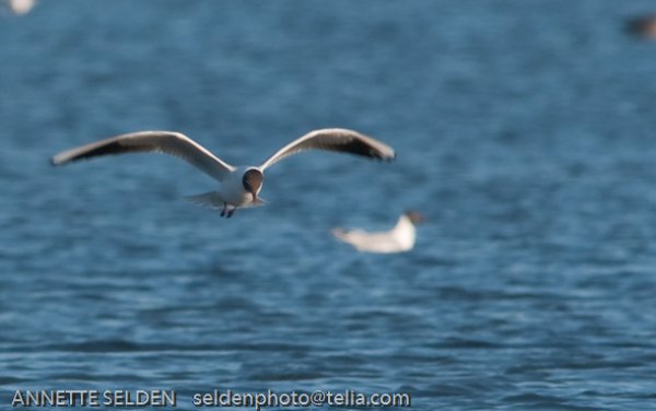 20100422.755.jpg 20100422.755.jpg