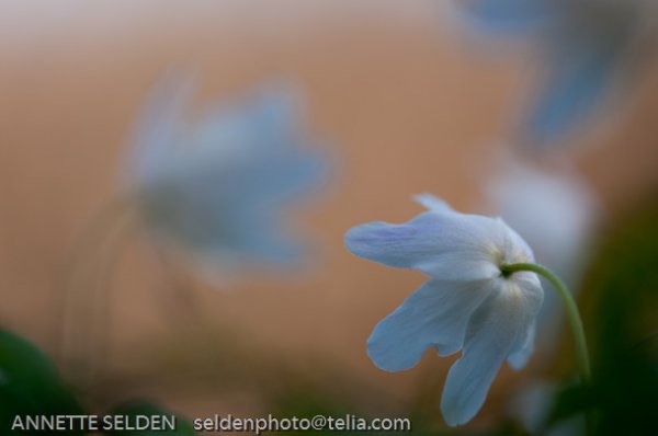 20100423.981.jpg 20100423.981.jpg