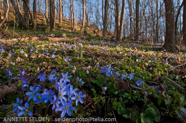 20100424.1081-Edit.jpg 20100424.1081-Edit.jpg