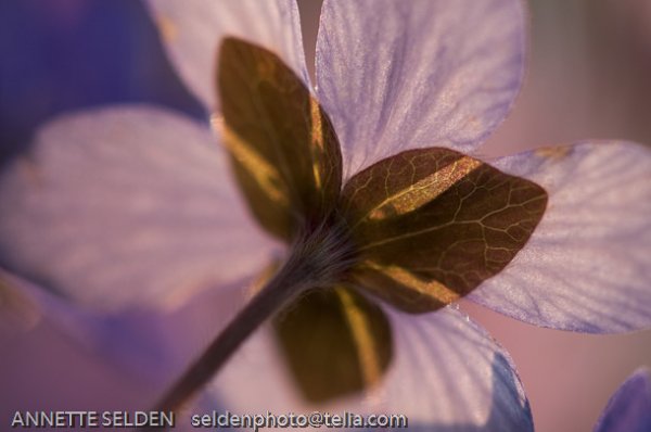 20100424.1133-Edit.jpg 20100424.1133-Edit.jpg