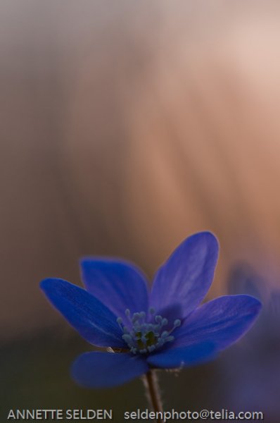 20100424.1191-Edit.jpg 20100424.1191-Edit.jpg