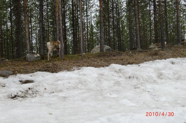 Murjek 30 april  2010 003.jpg