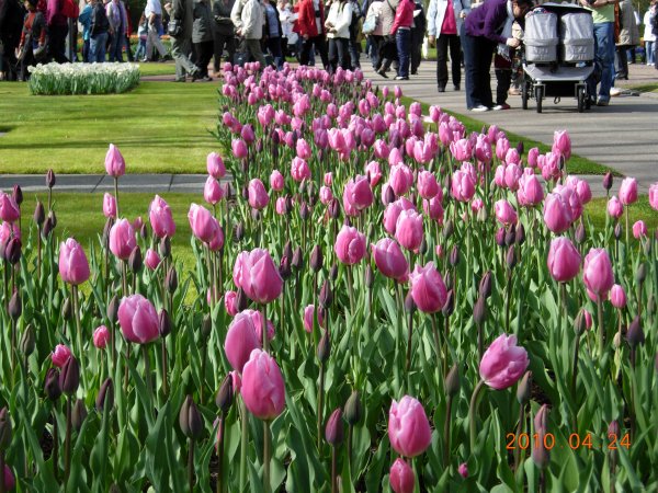 Holland  2010 002.JPG