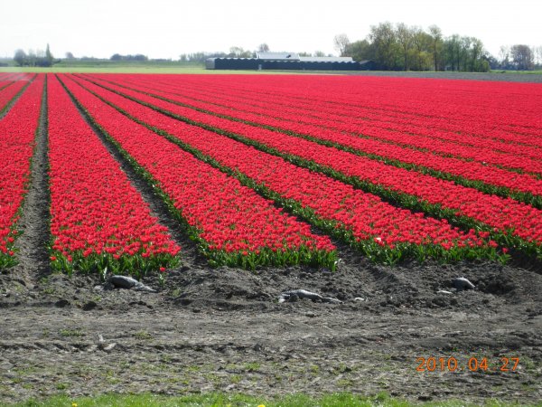Holland  2010 158.JPG