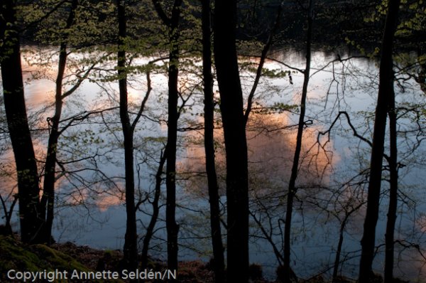 20100511.160.jpg 20100511.160.jpg