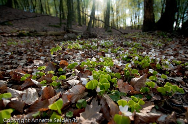 20100511.316.jpg 20100511.316.jpg