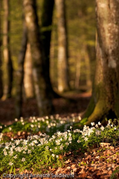 20100511.424.jpg 20100511.424.jpg