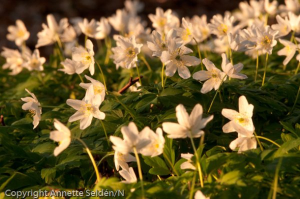 20100511.443.jpg 20100511.443.jpg