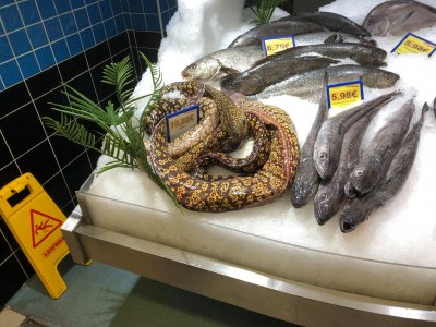 muräna.jpg muräna.jpg