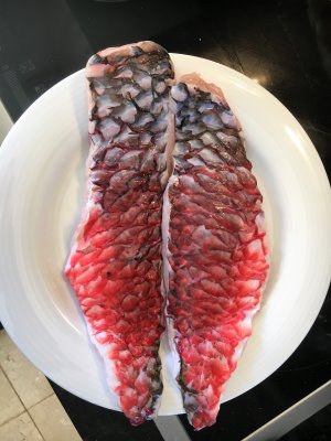 papegojfisk.jpg papegojfisk.jpg