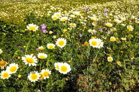 P1030244a.jpg P1030244a.jpg