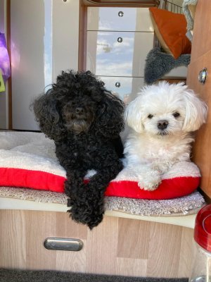 FBD773FB-2AEA-4BF6-8904-C811A8EAA899.jpeg FBD773FB-2AEA-4BF6-8904-C811A8EAA899.jpeg