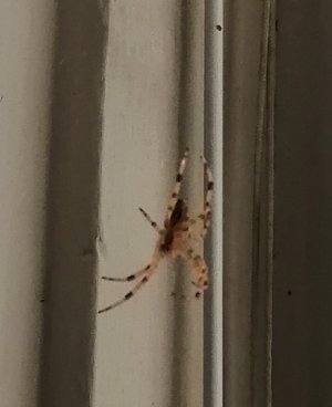 Spindeln Algobert.jpg Spindeln Algobert.jpg