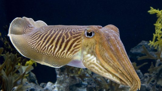 1920x1080_cuttlefish-HD-Wallpaper.jpg 1920x1080_cuttlefish-HD-Wallpaper.jpg