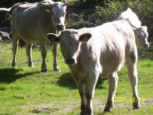 100_0586.JPG 100_0586.JPG