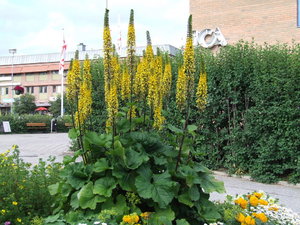 Gullstav.jpg Gullstav.jpg