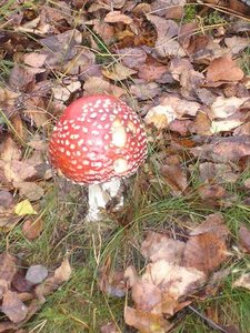 Augusti 2007 028.jpg Augusti 2007 028.jpg