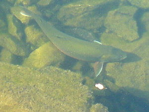 Picture0701024 005.jpg Picture0701024 005.jpg