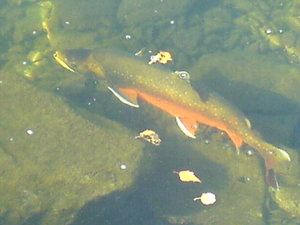 Picture0701024 004.jpg Picture0701024 004.jpg